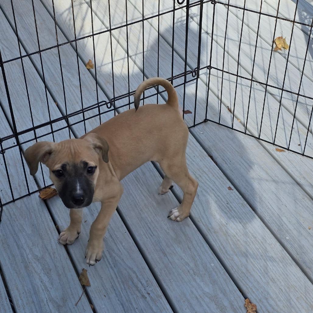 Sadie, a Adoptable mixed breed in Fredericksburg, VA image 2/6