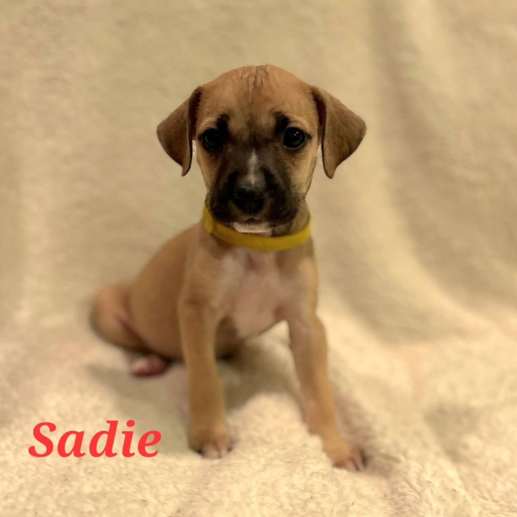 Sadie, a Adoptable mixed breed in Fredericksburg, VA image 3/6