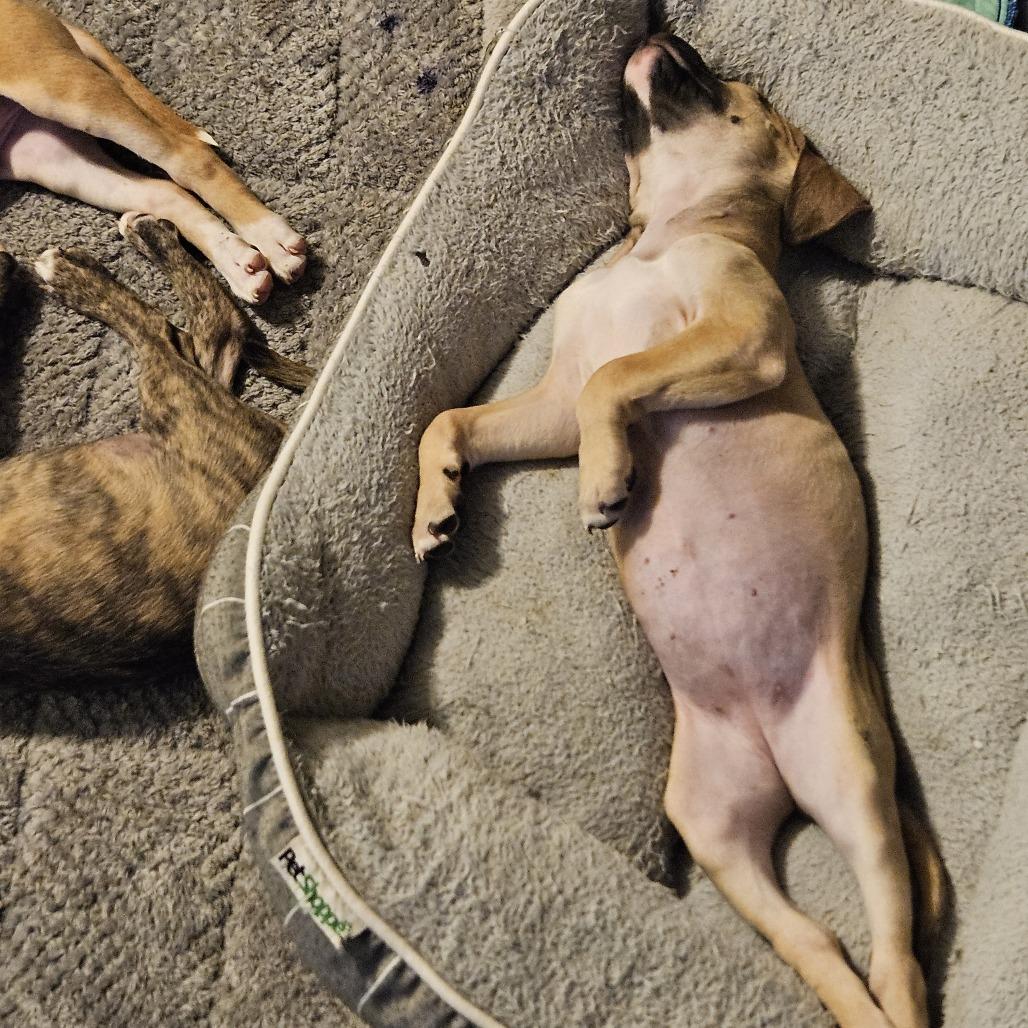 Sadie, a Adoptable mixed breed in Fredericksburg, VA image 4/6