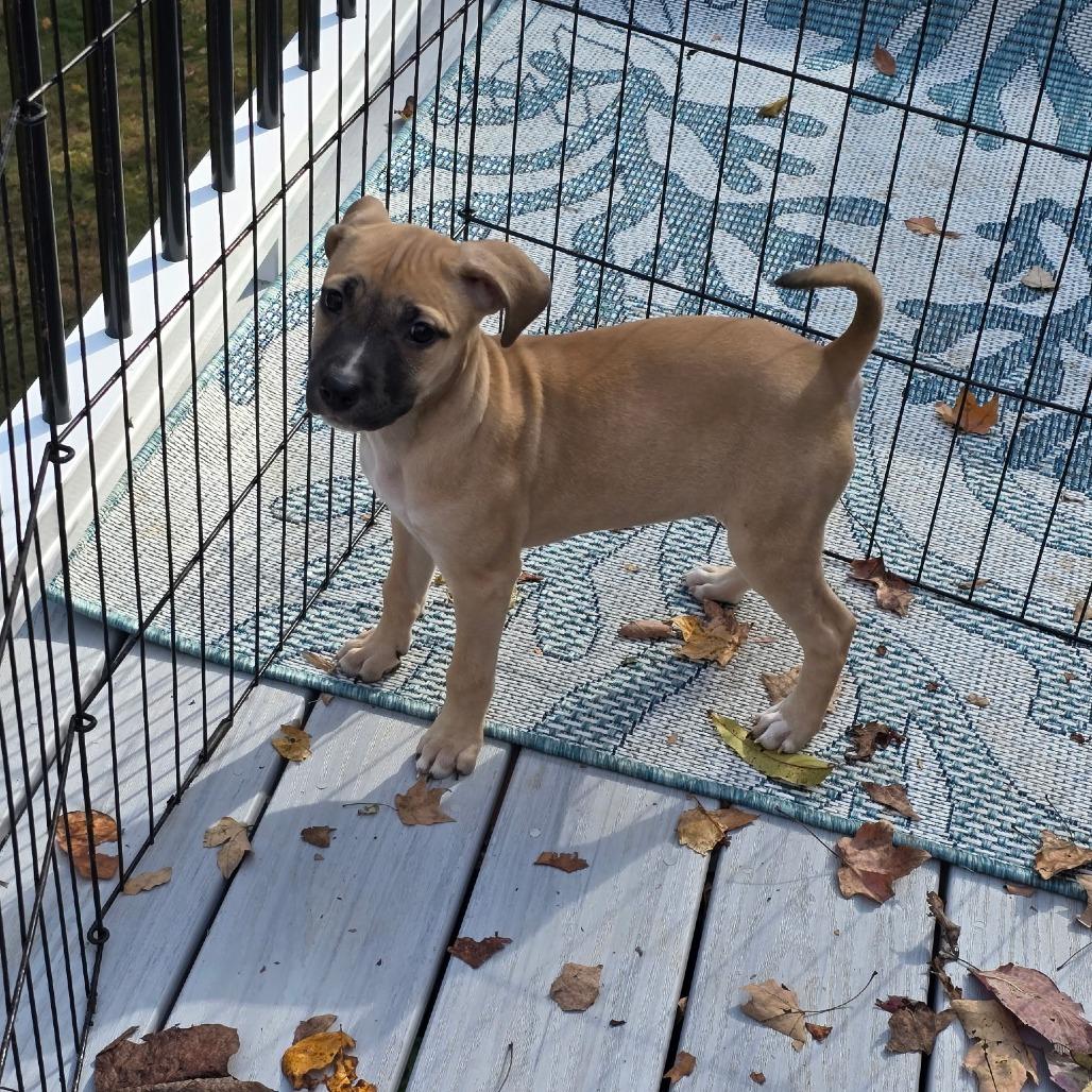 Sadie, a Adoptable mixed breed in Fredericksburg, VA image 5/6