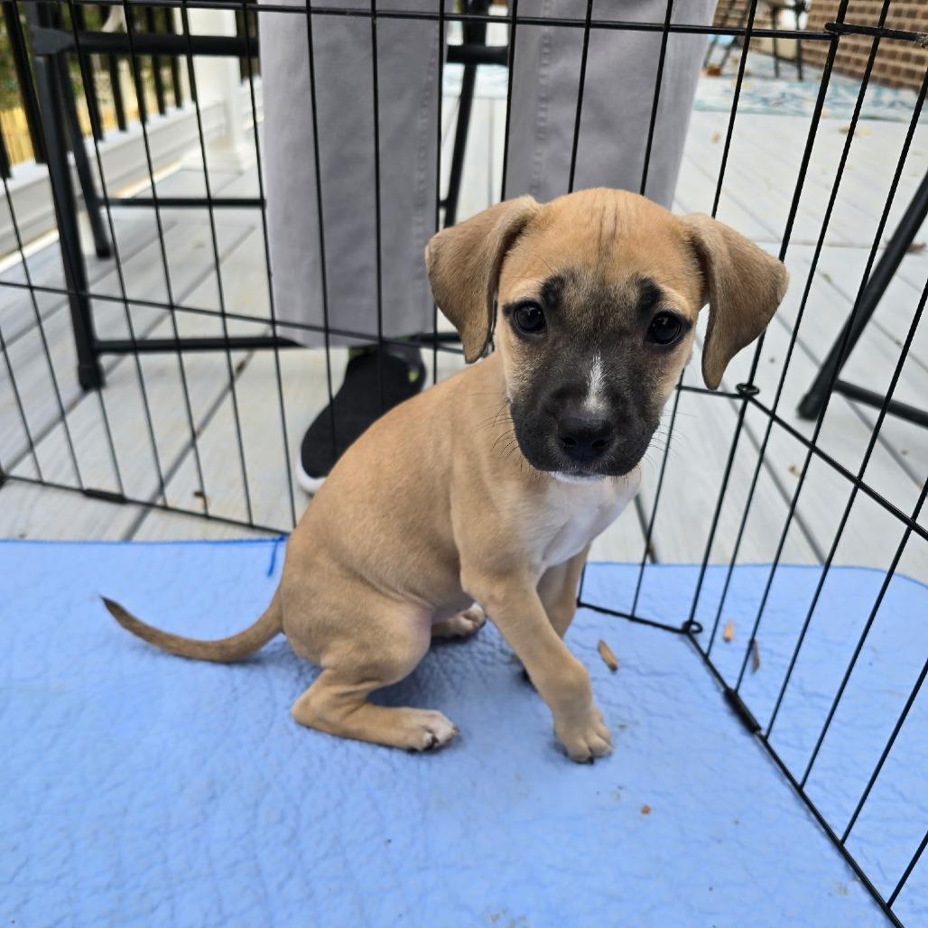 Sadie, a Adoptable mixed breed in Fredericksburg, VA image 6/6