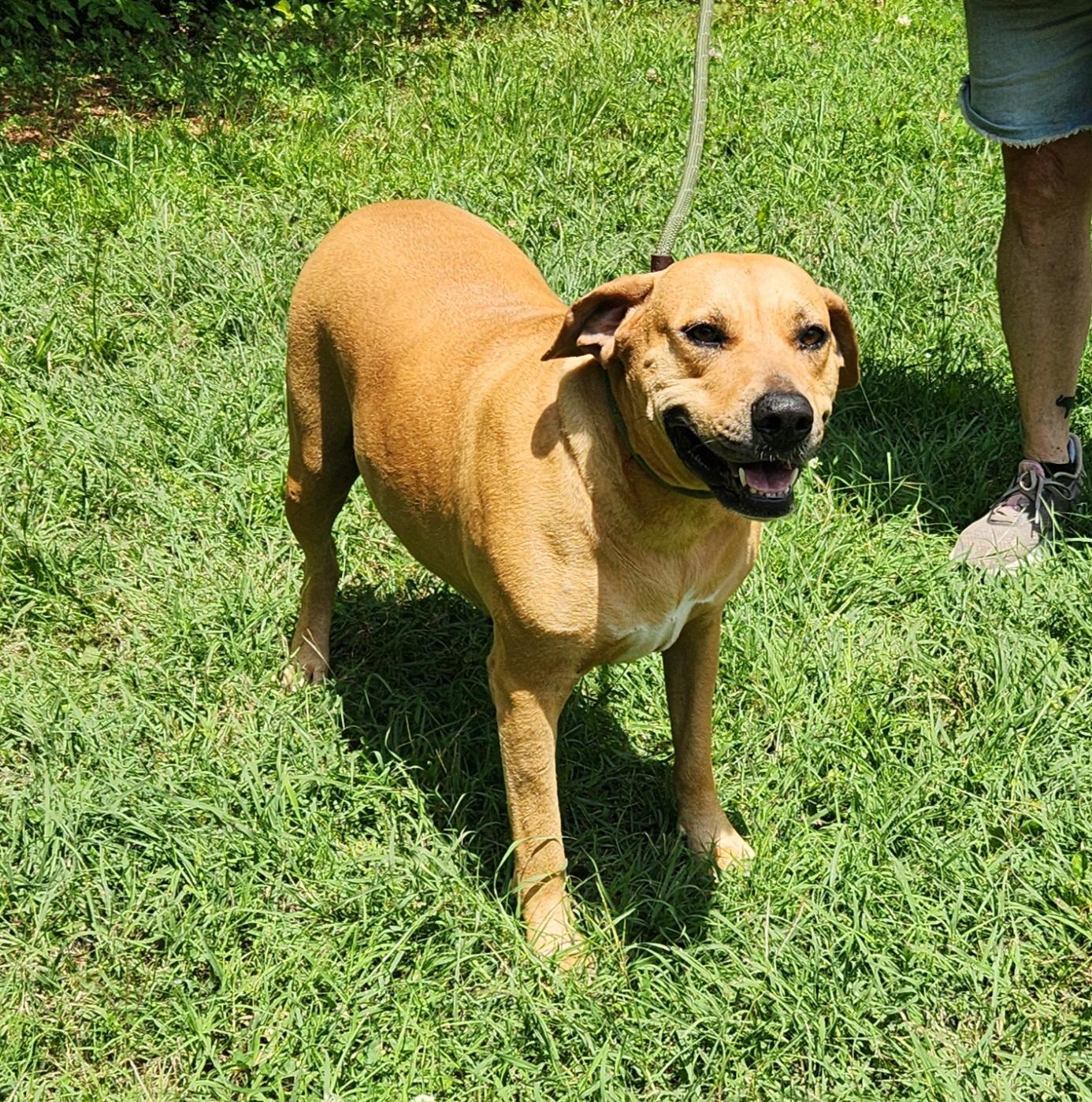 Girl, a Adoptable mixed breed in Sylacauga, AL image 1/2
