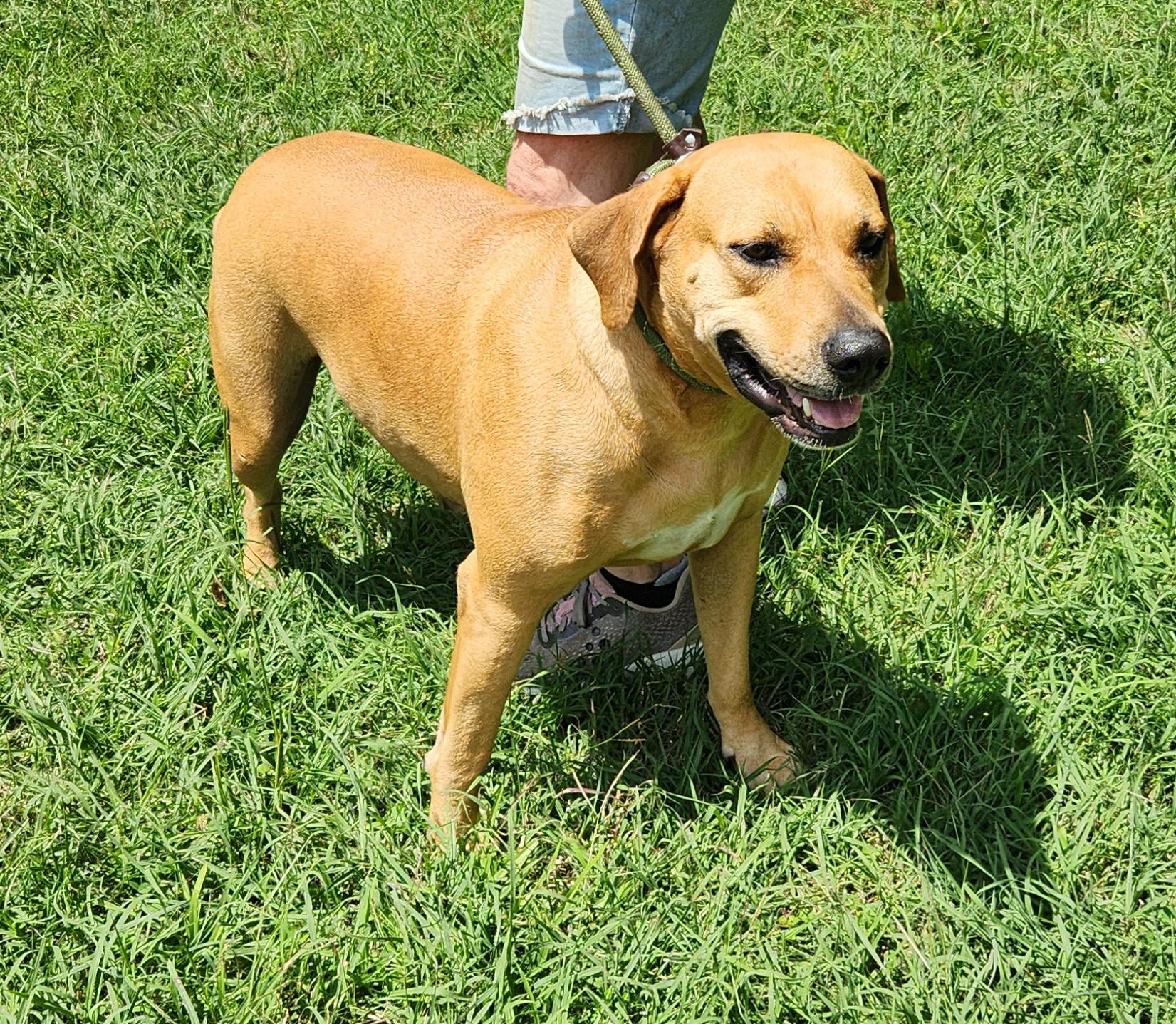 Girl, a Adoptable mixed breed in Sylacauga, AL image 2/2