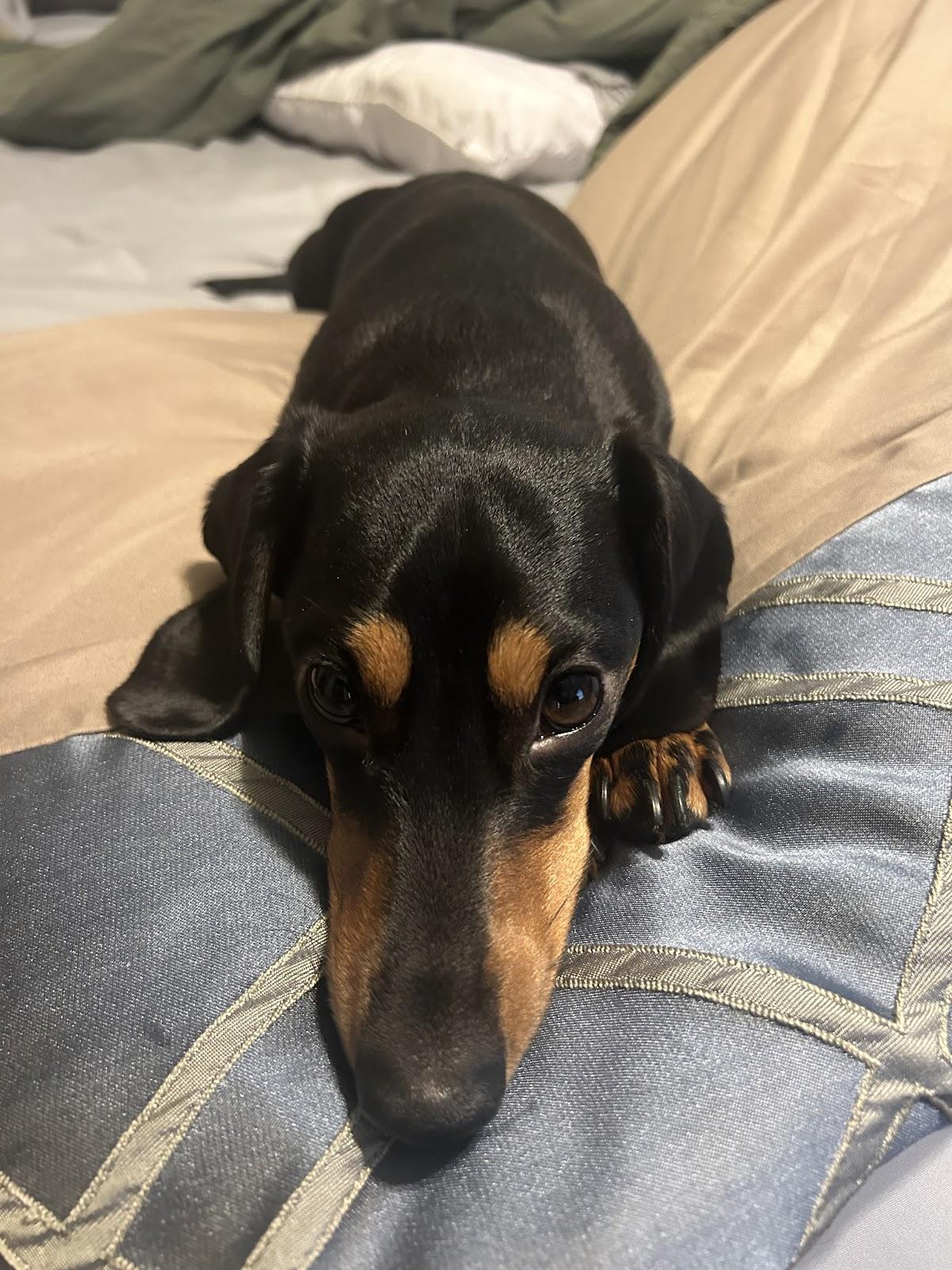 FRANKIE, ADOPTABLE, Young Male Dachshund.