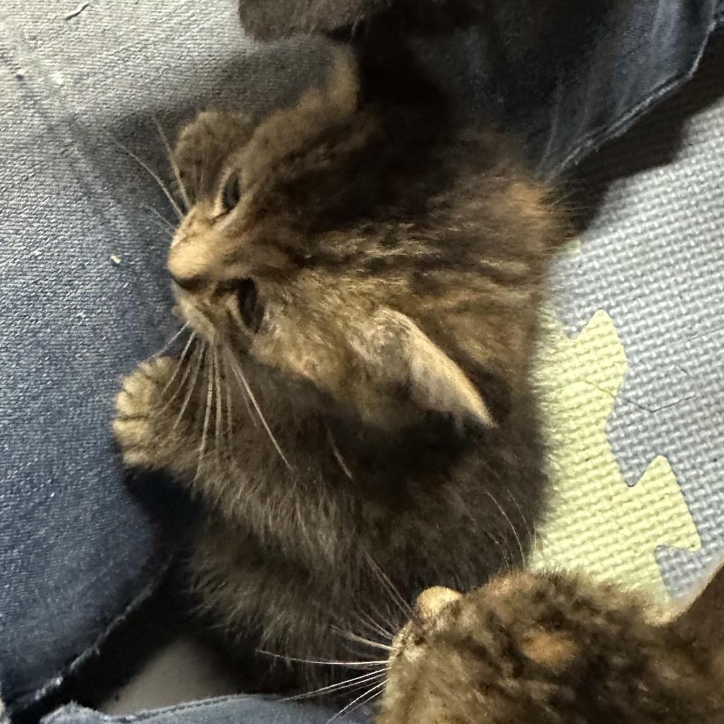 Debra, Adoptable, Kitten Female Domestic Short Hair.