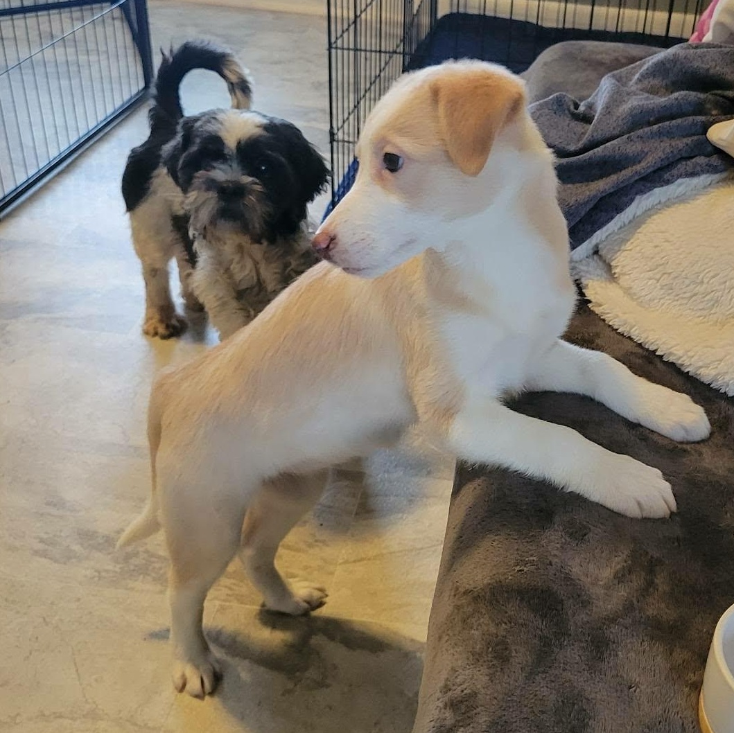 Enlarge Cadbury, a ADOPTABLE mixed breed in Rochester, NY image 2/5