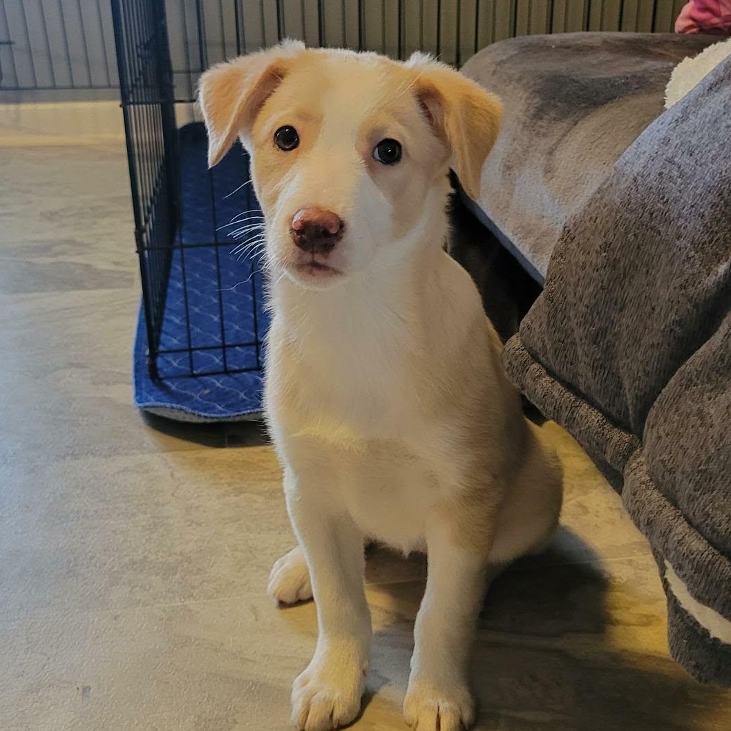 Enlarge Cadbury, a ADOPTABLE mixed breed in Rochester, NY image 5/5