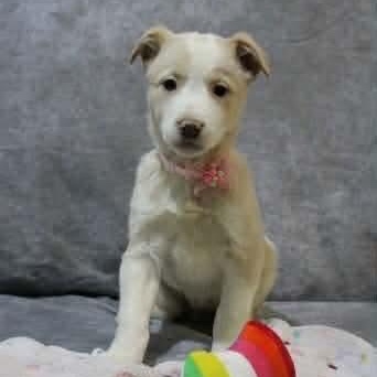 Enlarge Cadbury, a ADOPTABLE mixed breed in Rochester, NY image 3/5