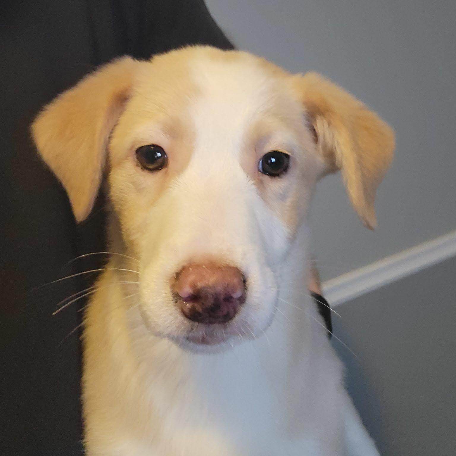 Cadbury, ADOPTABLE, Puppy Female Australian Shepherd.