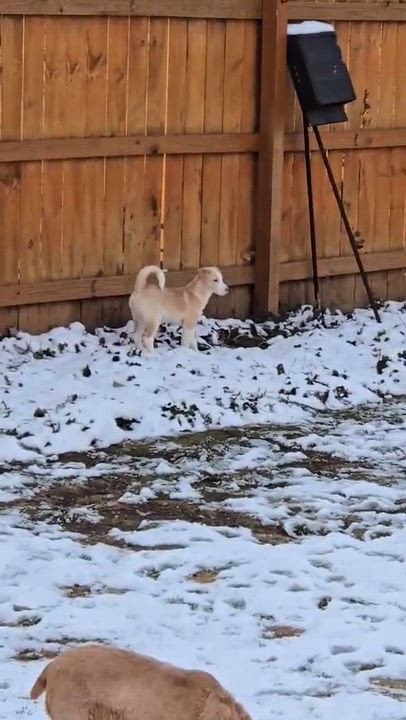 Enlarge Cadbury, a ADOPTABLE mixed breed in Rochester, NY video 4/5