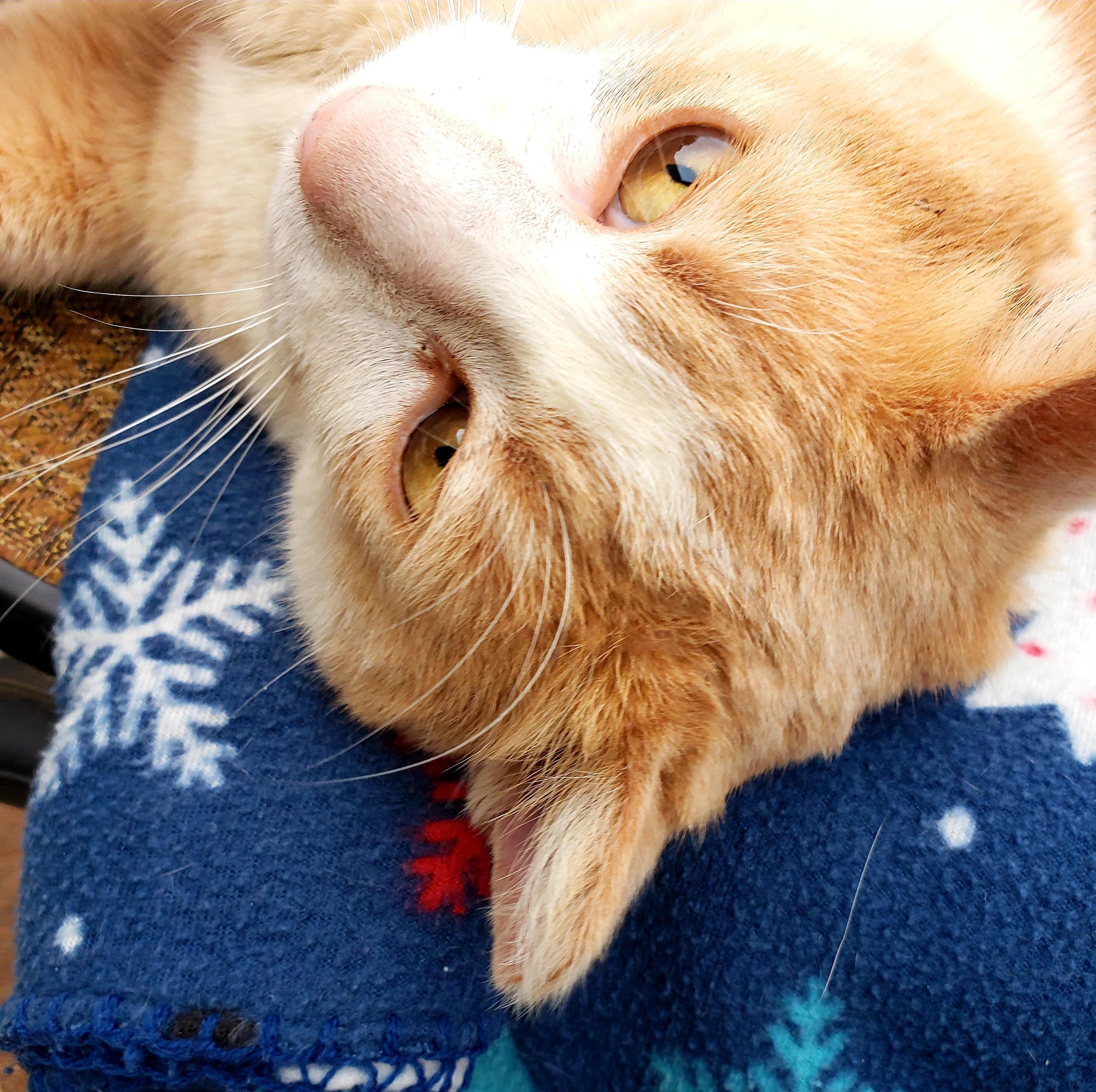 Enlarge Cream Puff, a Adoptable American Shorthair in Erwin, TN image 3/5