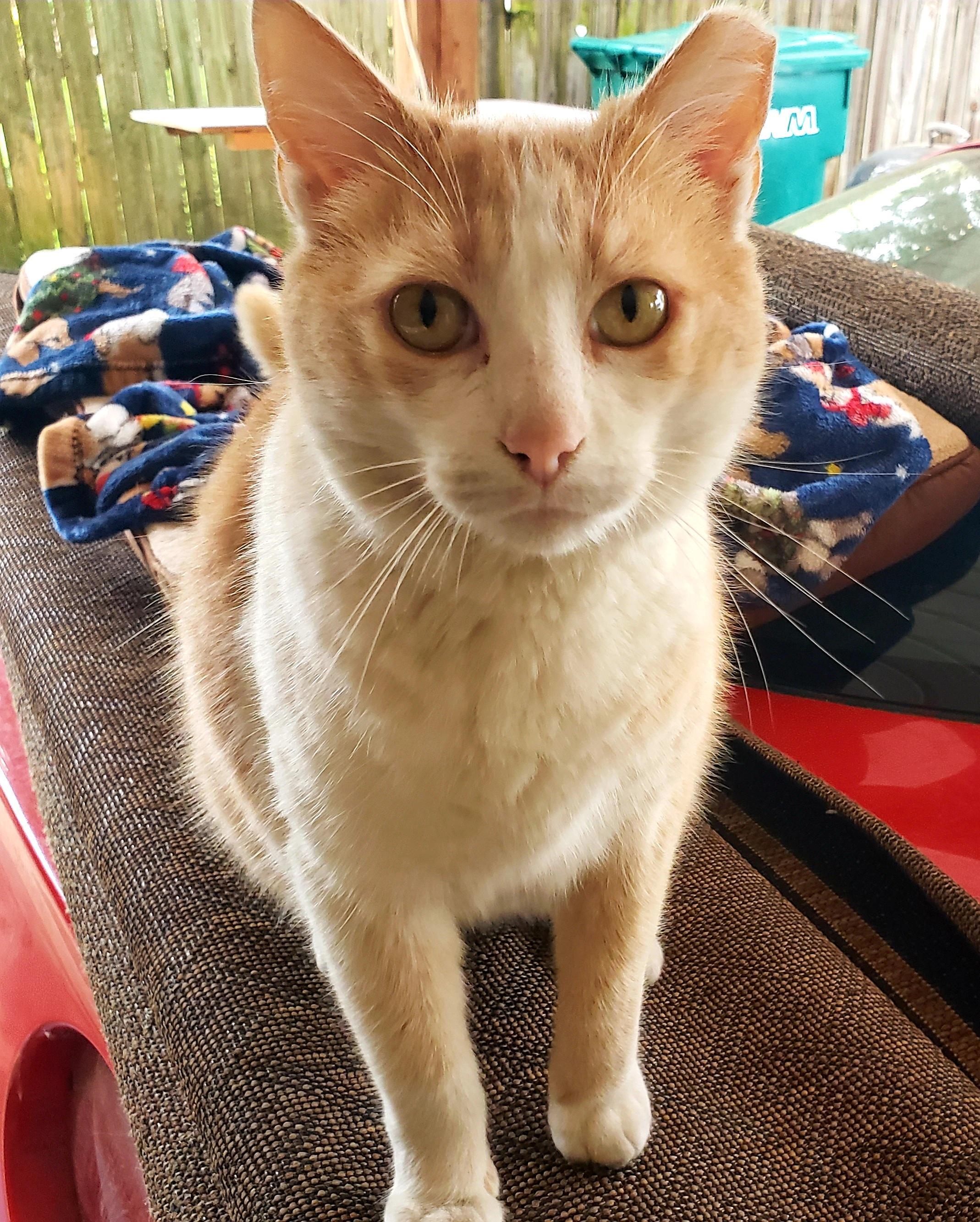 Enlarge Cream Puff, a Adoptable American Shorthair in Erwin, TN image 2/5