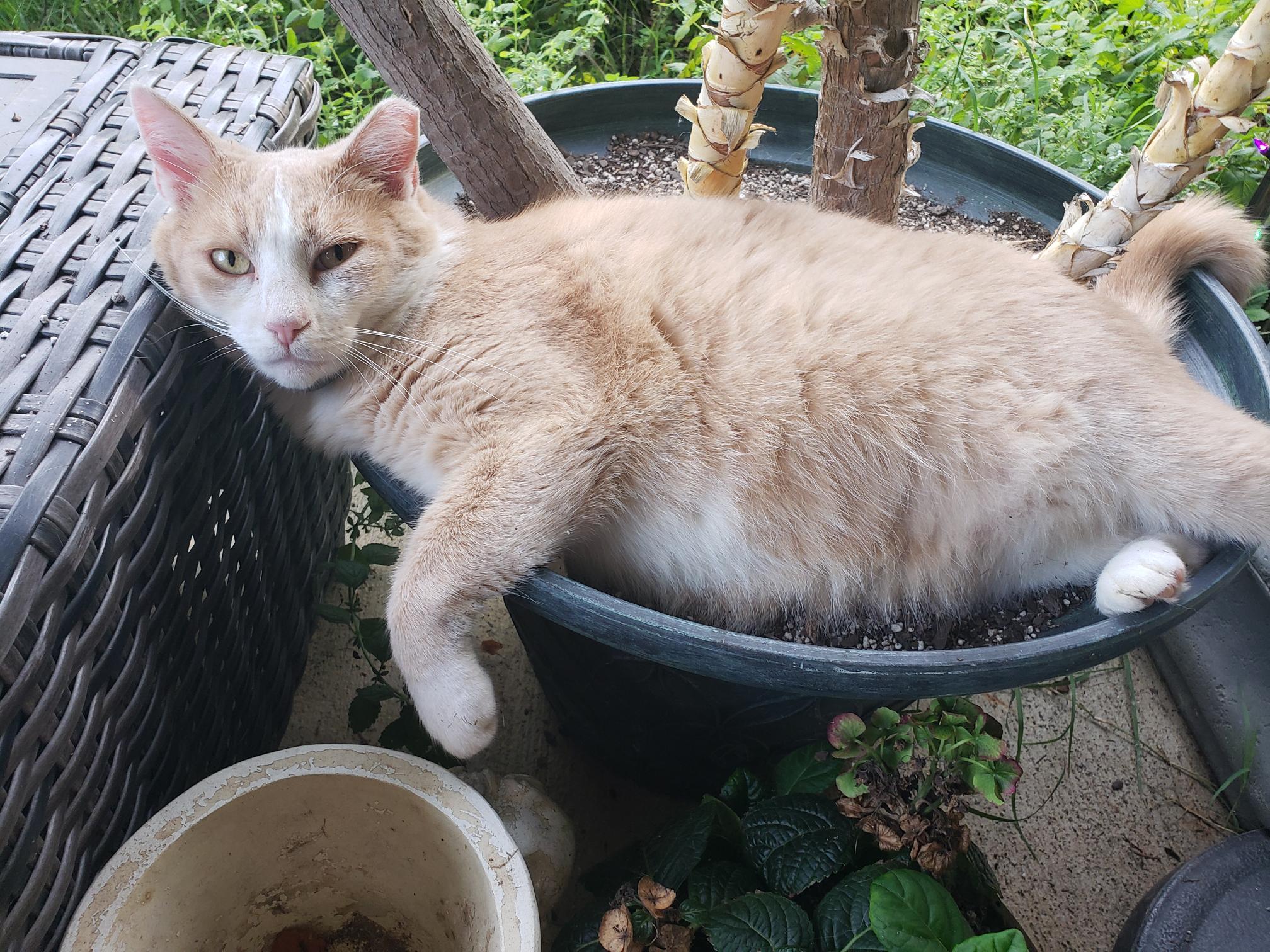 Enlarge Cream Puff, a Adoptable American Shorthair in Erwin, TN image 1/5