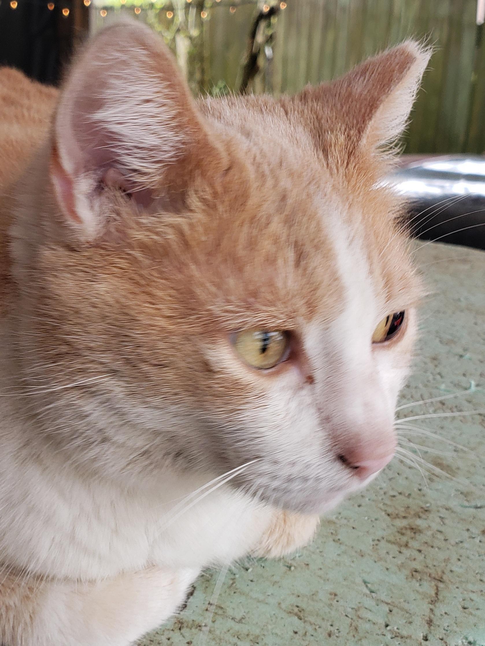 Enlarge Cream Puff, a Adoptable American Shorthair in Erwin, TN image 4/5