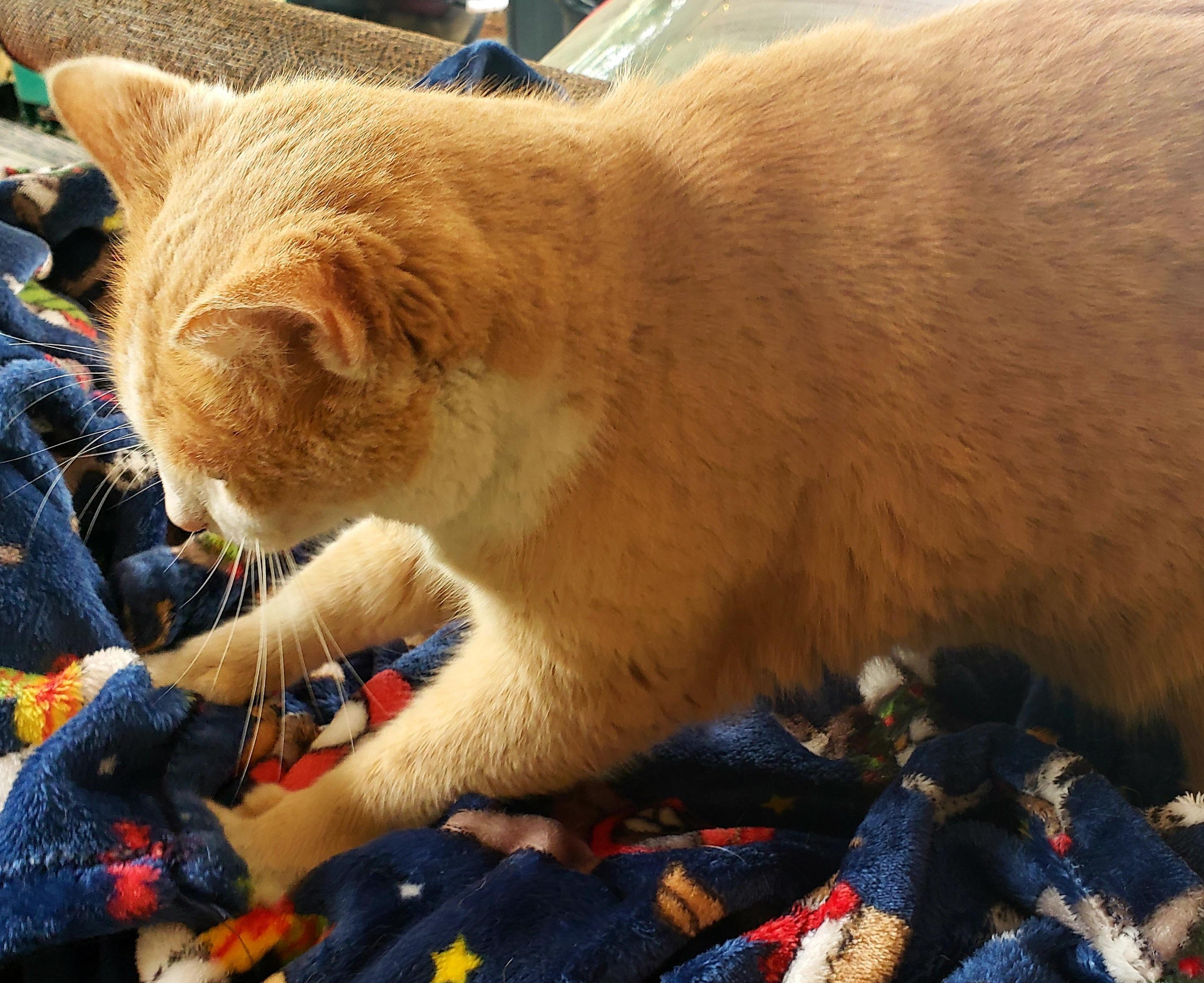 Enlarge Cream Puff, a Adoptable American Shorthair in Erwin, TN image 5/5