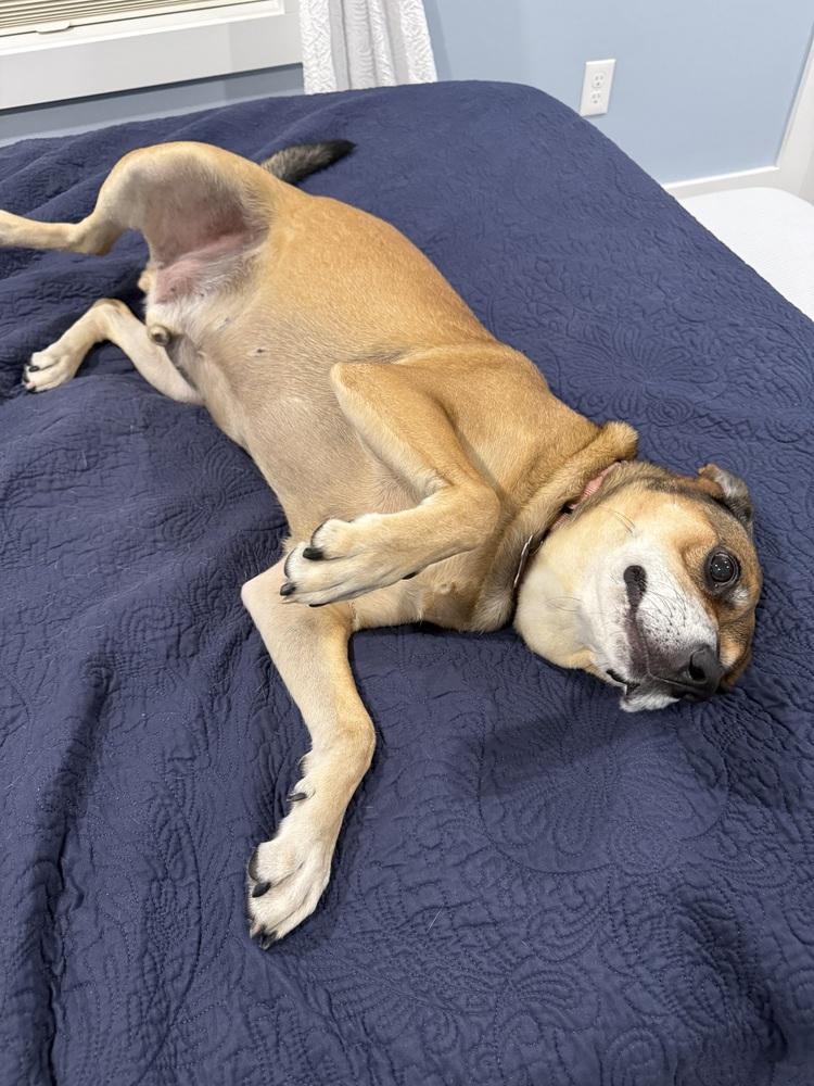 Enlarge Mitch, a Adopted mixed breed in Boston, MA image 2/6