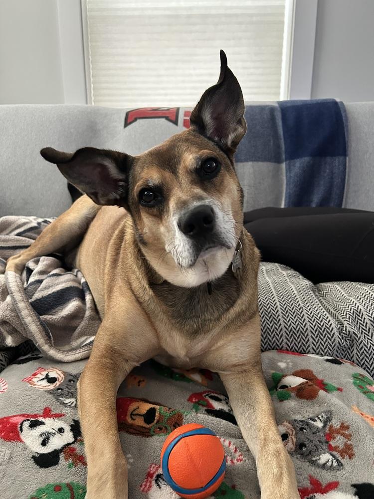 Enlarge Mitch, a Adopted mixed breed in Boston, MA image 3/6