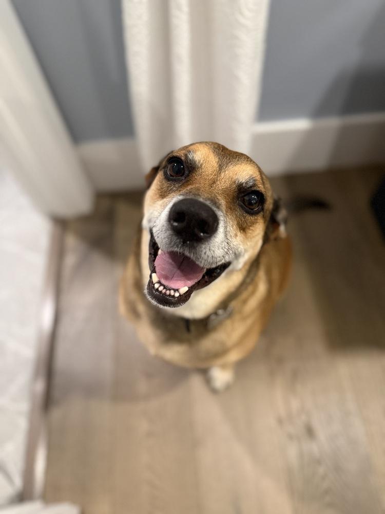 Enlarge Mitch, a Adopted mixed breed in Boston, MA image 4/6