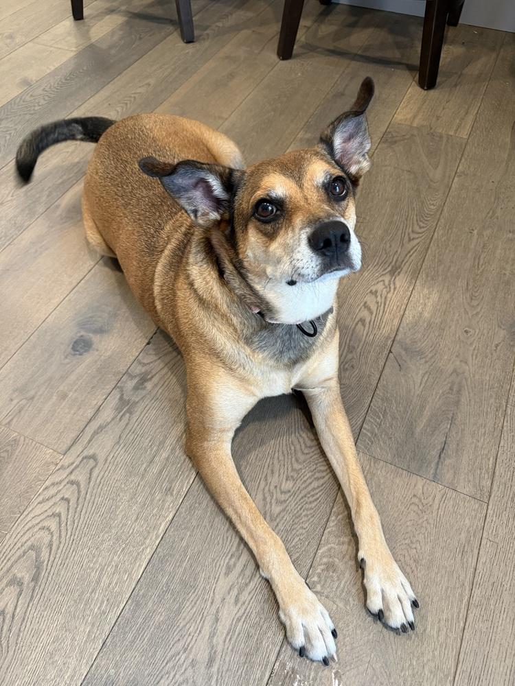 Enlarge Mitch, a Adopted mixed breed in Boston, MA image 5/6