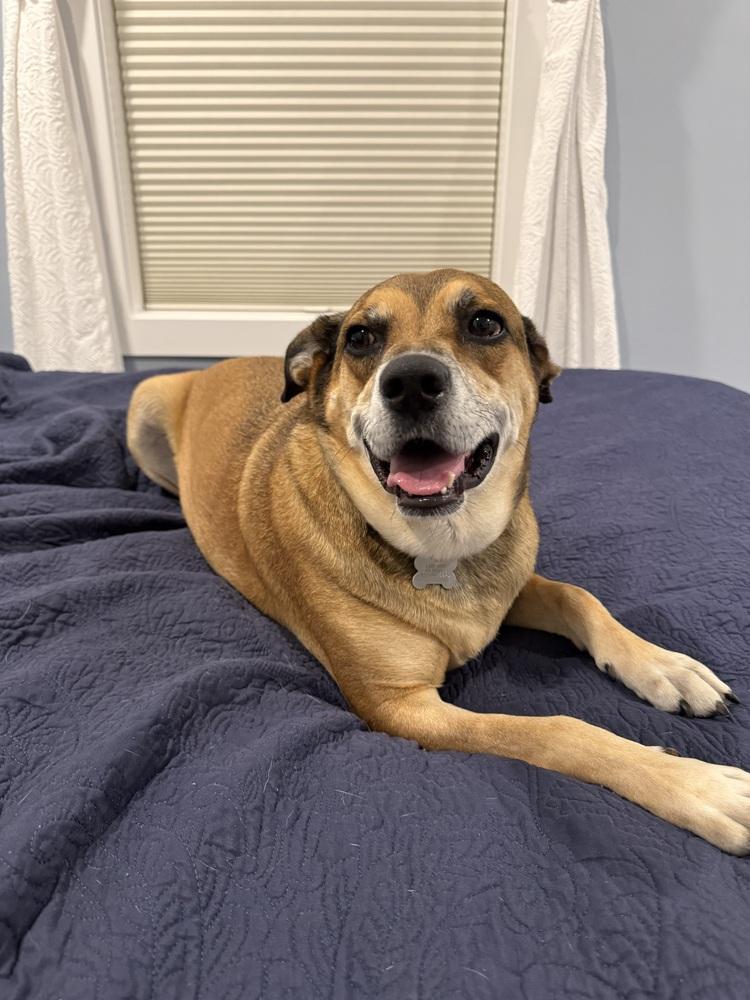 Enlarge Mitch, a Adopted mixed breed in Boston, MA image 6/6