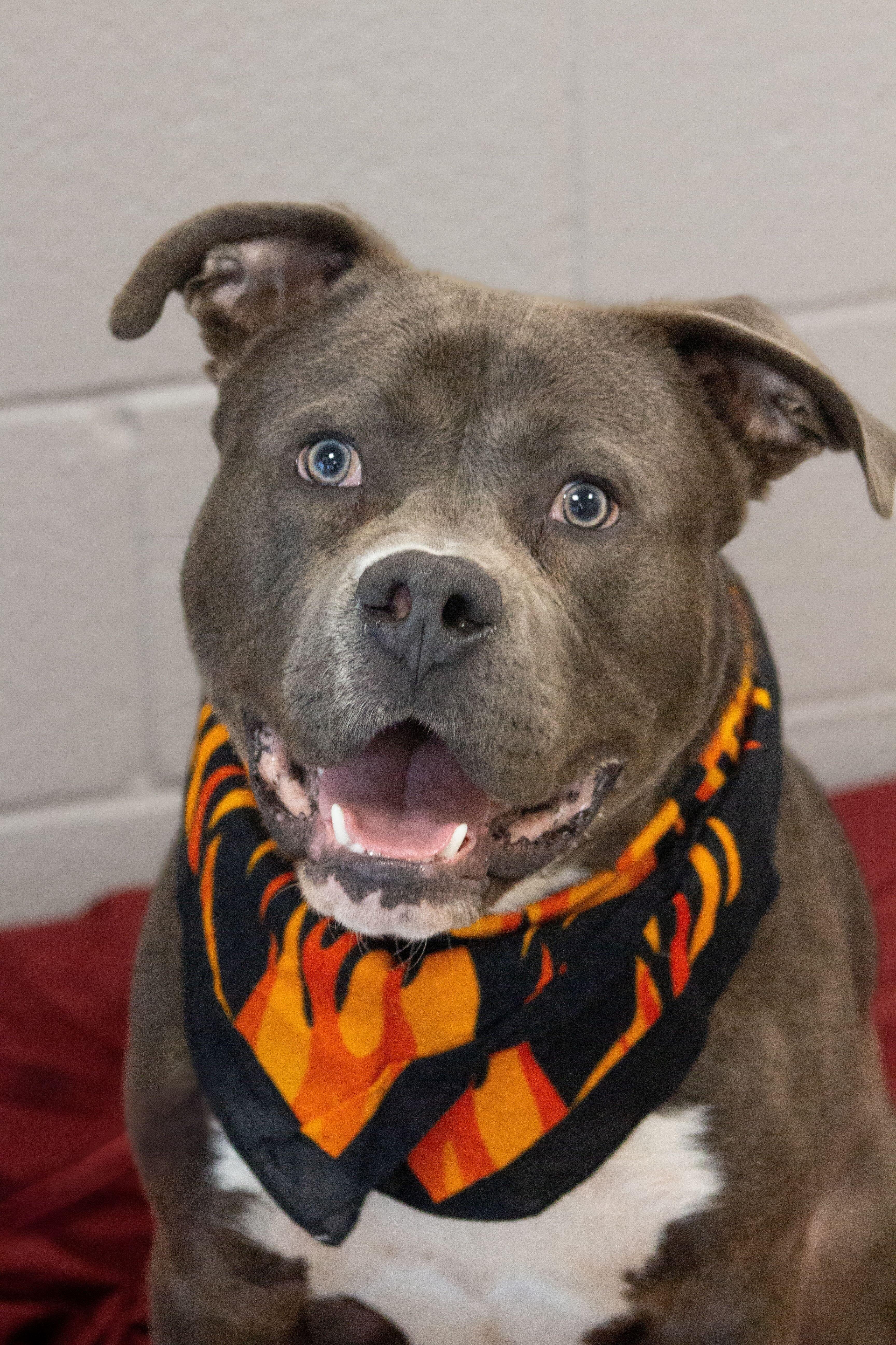 Joker — thumbnail 2