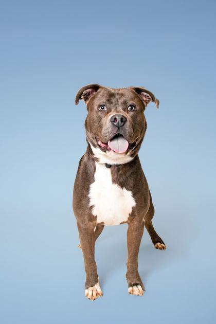 Joker — thumbnail 4