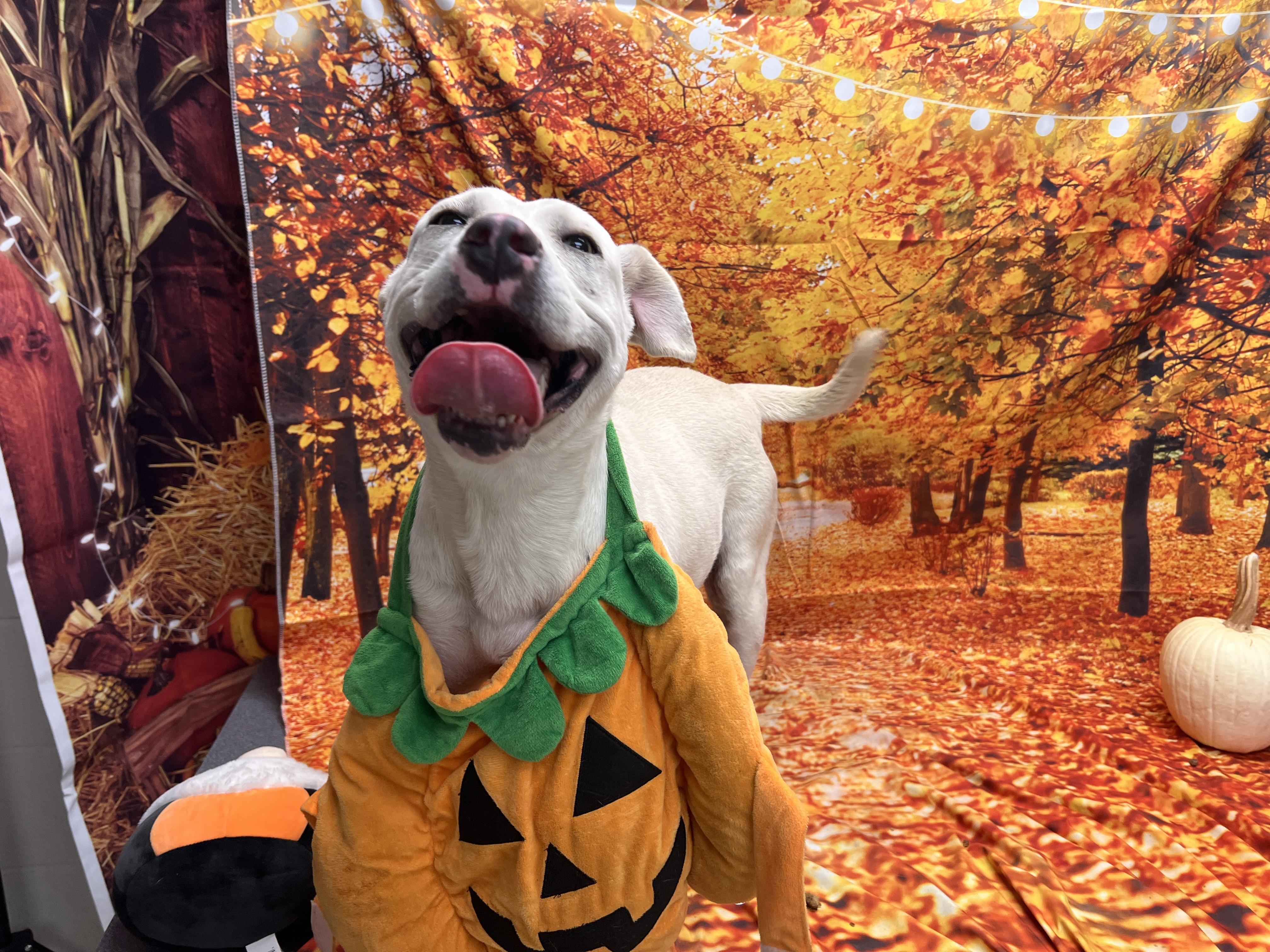 Echo, a ADOPTABLE Pit Bull Terrier in Statesboro, GA image 2/4