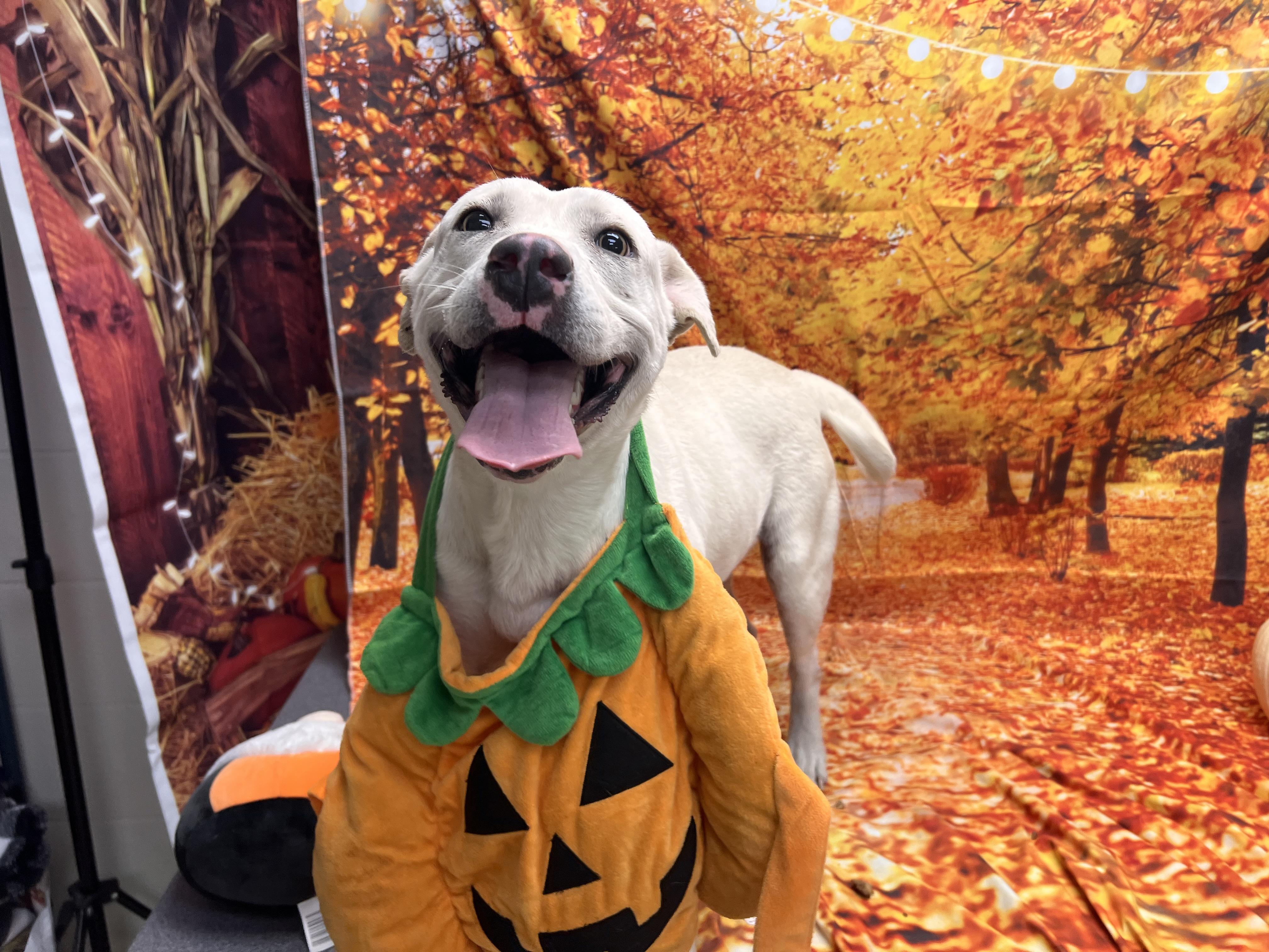 Echo, a ADOPTABLE Pit Bull Terrier in Statesboro, GA image 3/4