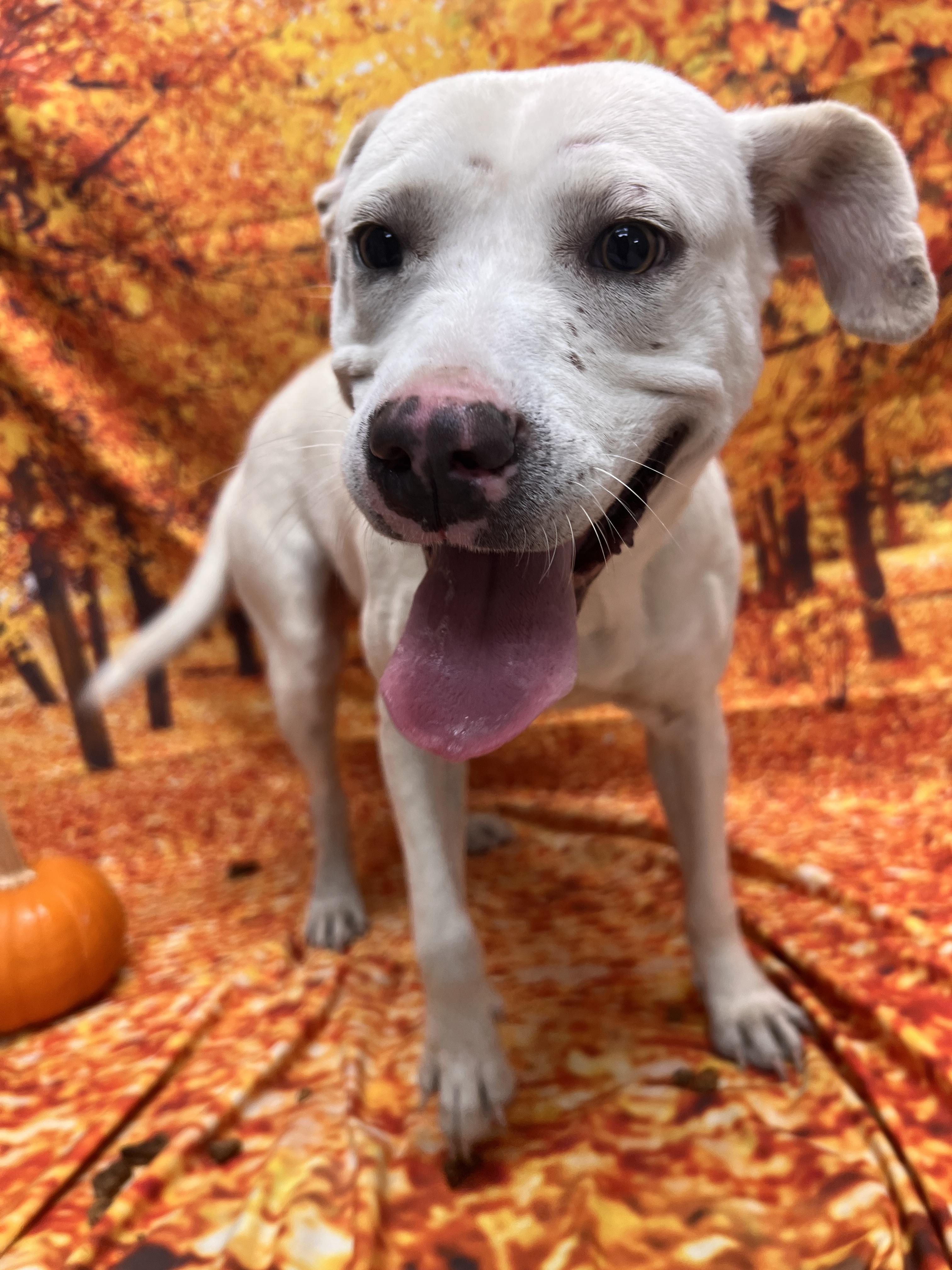 Echo, a ADOPTABLE Pit Bull Terrier in Statesboro, GA image 1/4