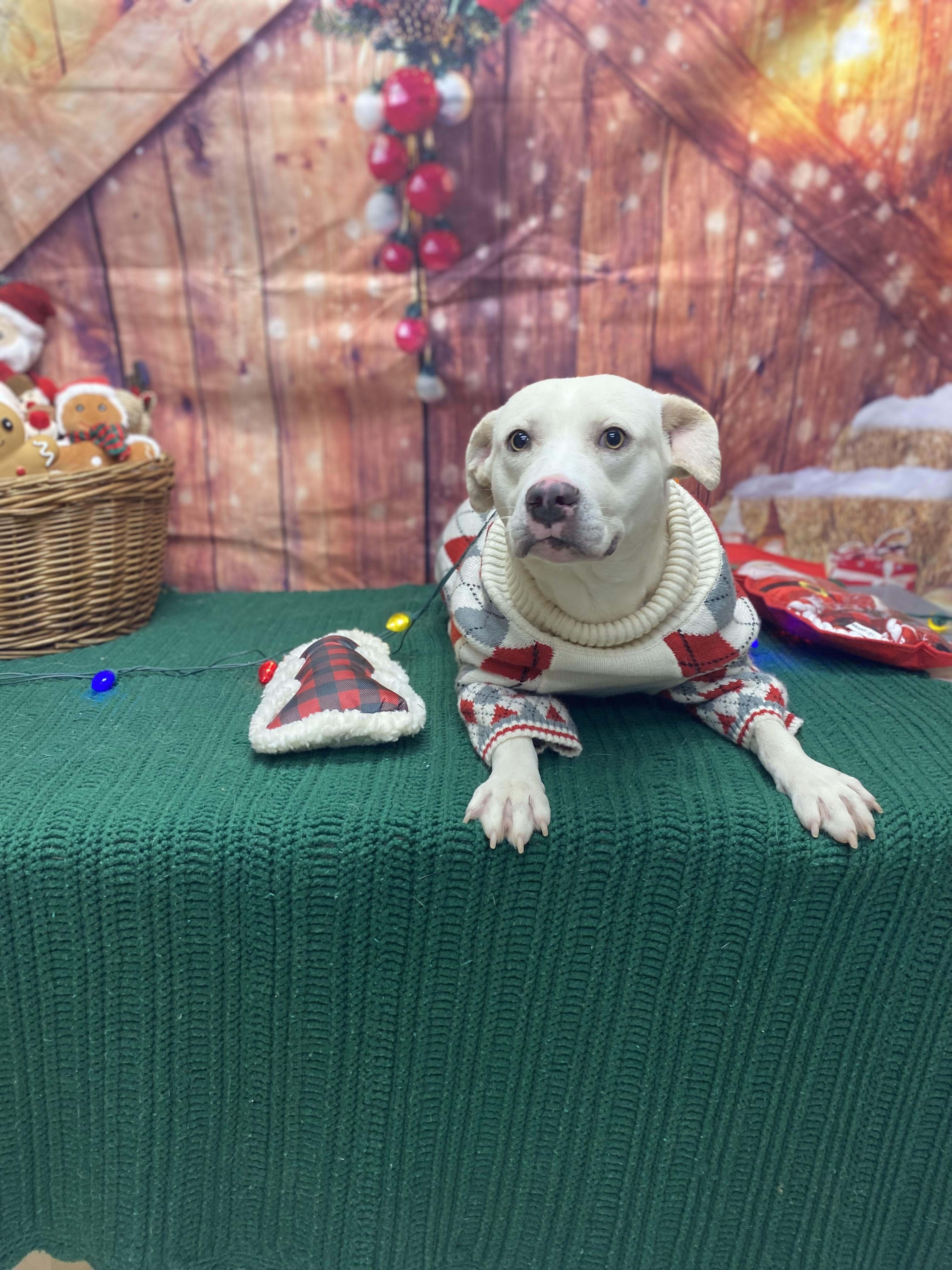 Echo, a ADOPTABLE Pit Bull Terrier in Statesboro, GA image 4/4