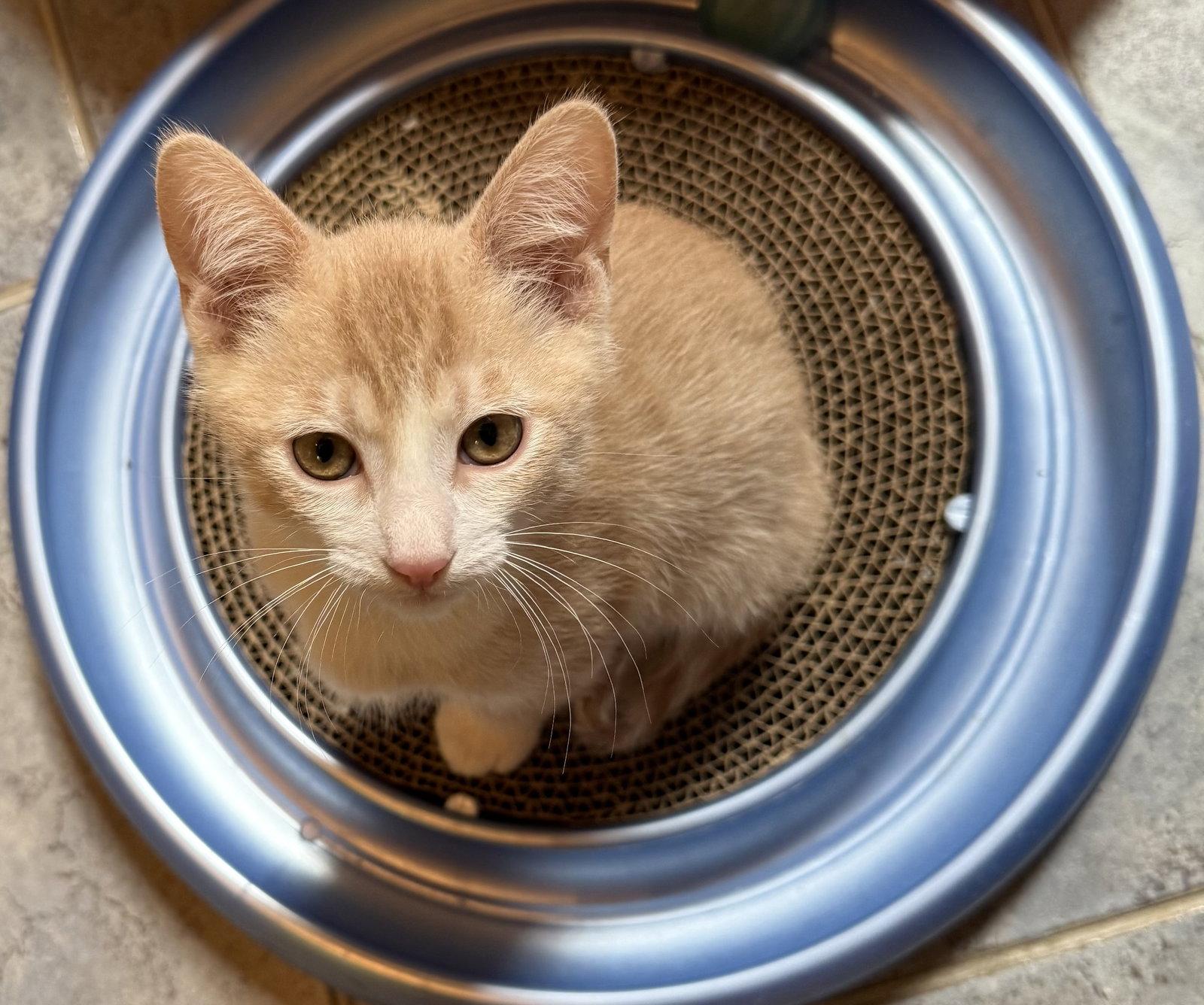 Michael ( JJ), a Adoptable Domestic Short Hair in Vacaville, CA image 3/3