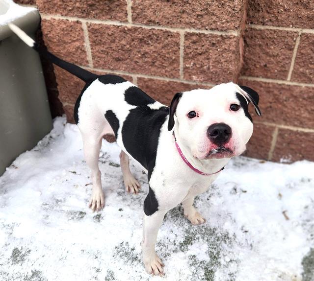 Enlarge TONKA, a Adoptable mixed breed in Minneapolis, MN image 1/1