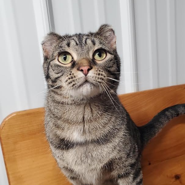 Turner, ADOPTABLE, Young Male Domestic Short Hair.
