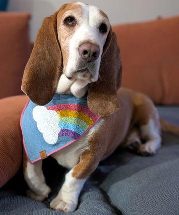 HONEY, a Adoptable Basset Hound in Mays Landing, NJ image 1/3