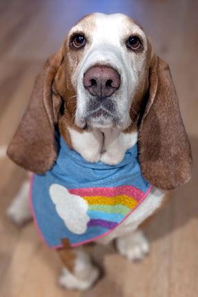 HONEY, a Adoptable Basset Hound in Mays Landing, NJ image 2/3