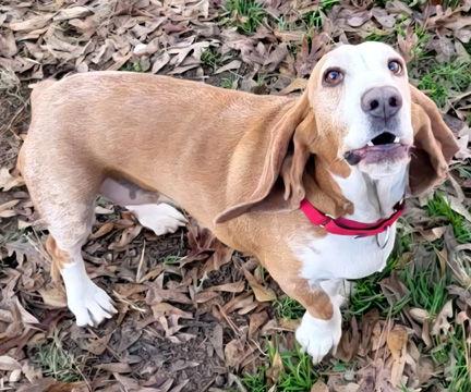 HONEY, a Adoptable Basset Hound in Mays Landing, NJ image 3/3