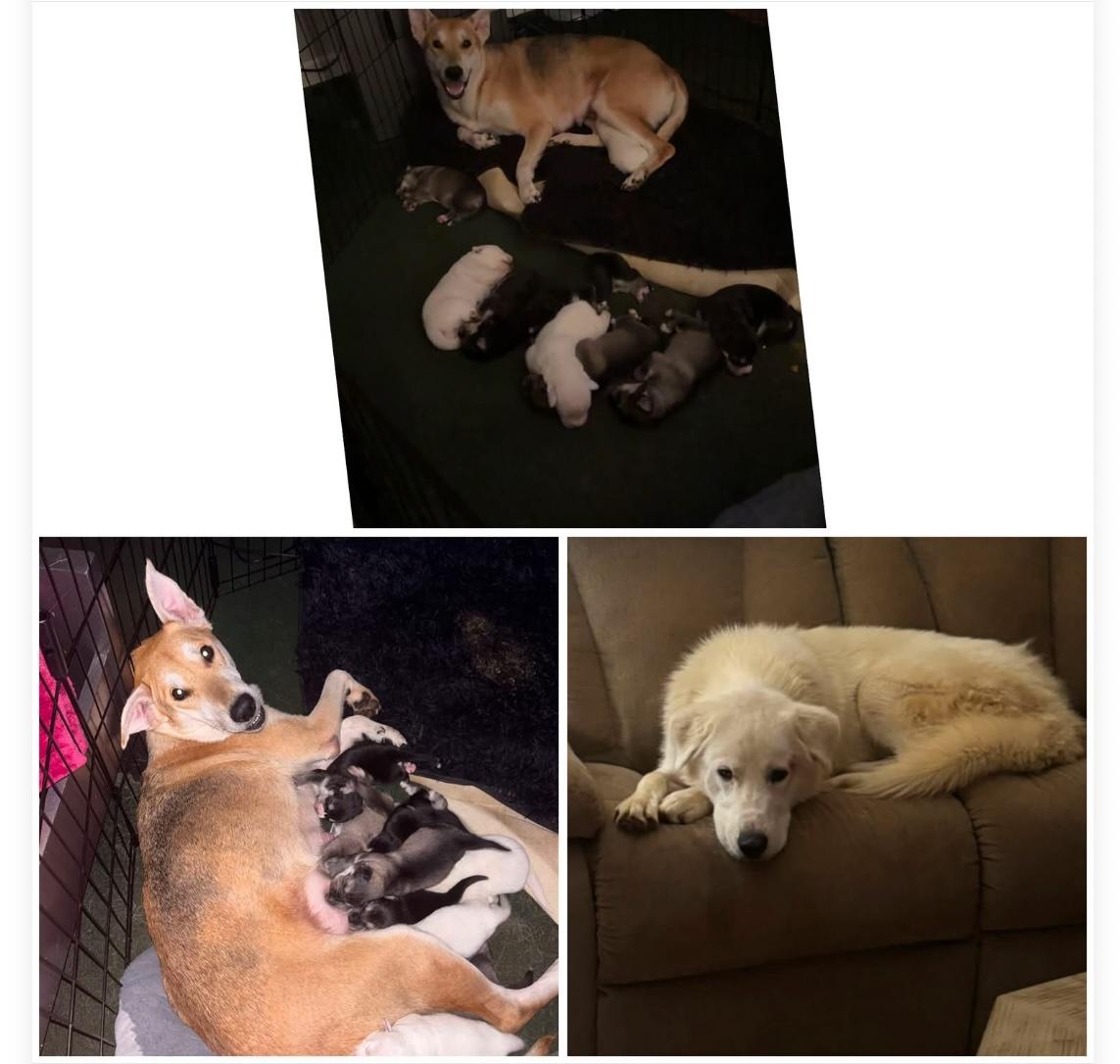Enlarge Avery, a Adopted Mixed Breed in Salisbury, NC image 2/4