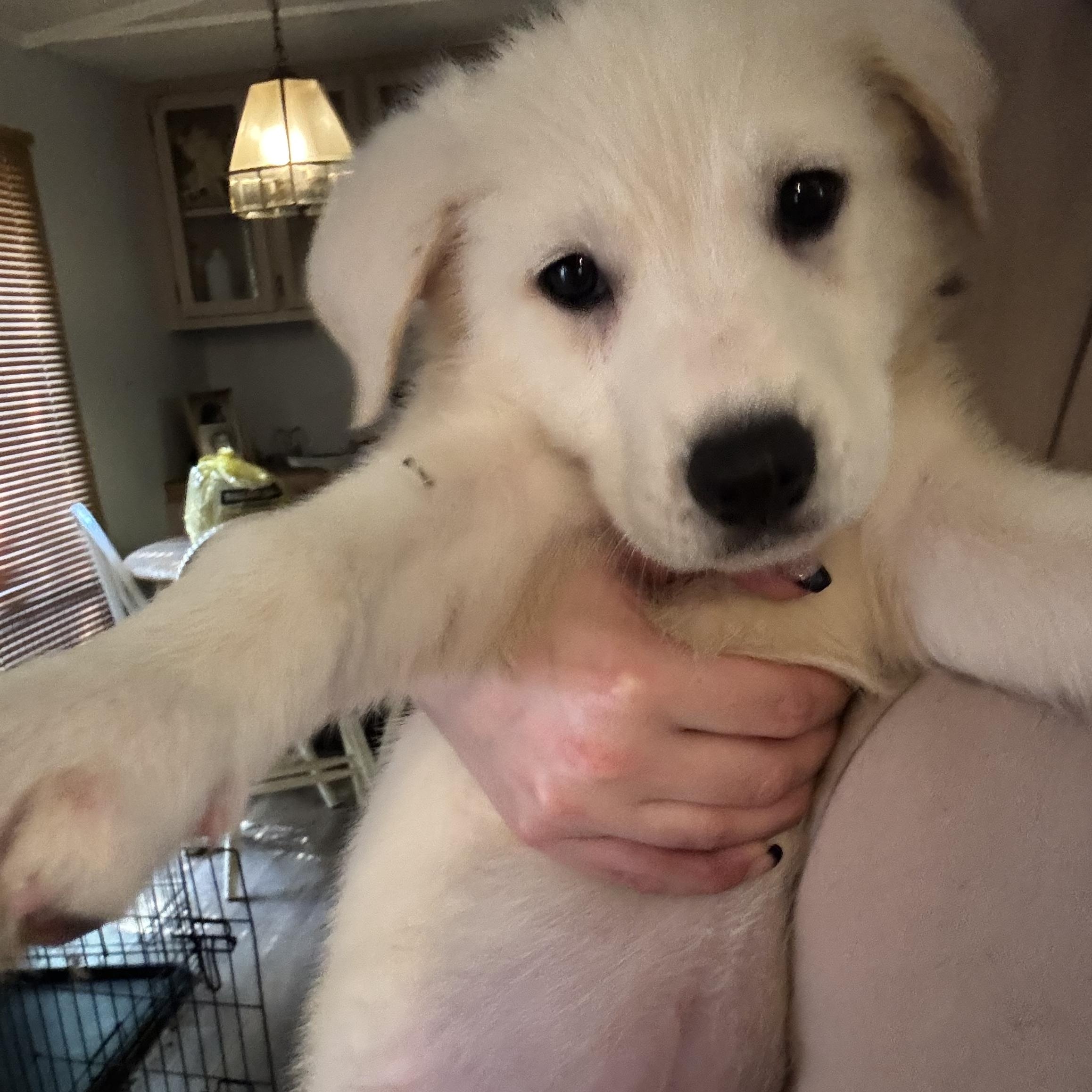 Enlarge Avery, a Adopted Mixed Breed in Salisbury, NC image 1/4