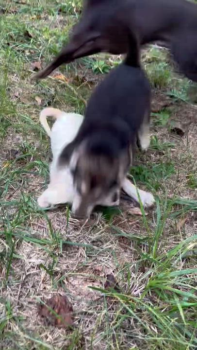 Enlarge Avery, a Adopted Mixed Breed in Salisbury, NC video 3/4