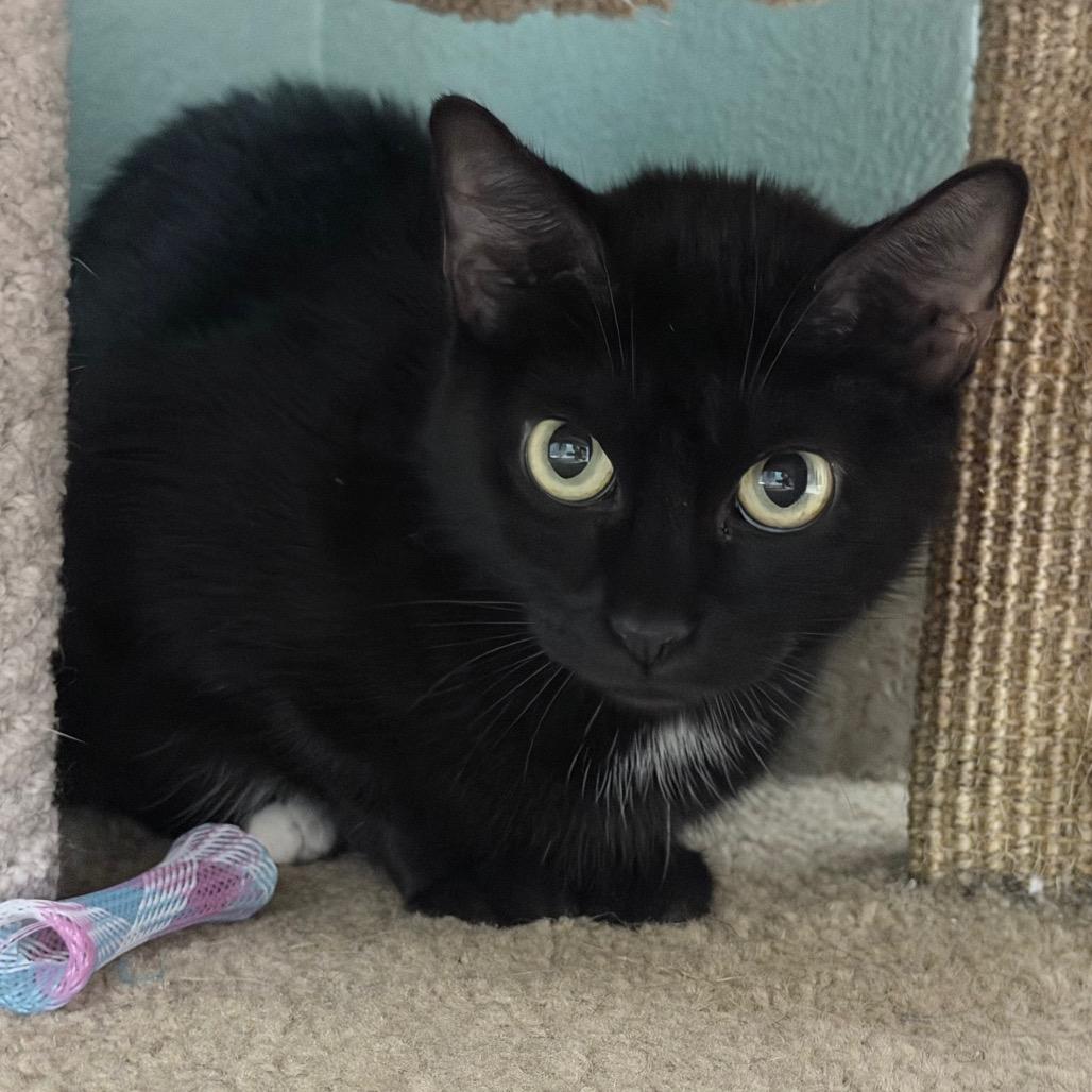 Enlarge Sassafrass, a Adoptable Domestic Short Hair in Titusville, FL image 1/3