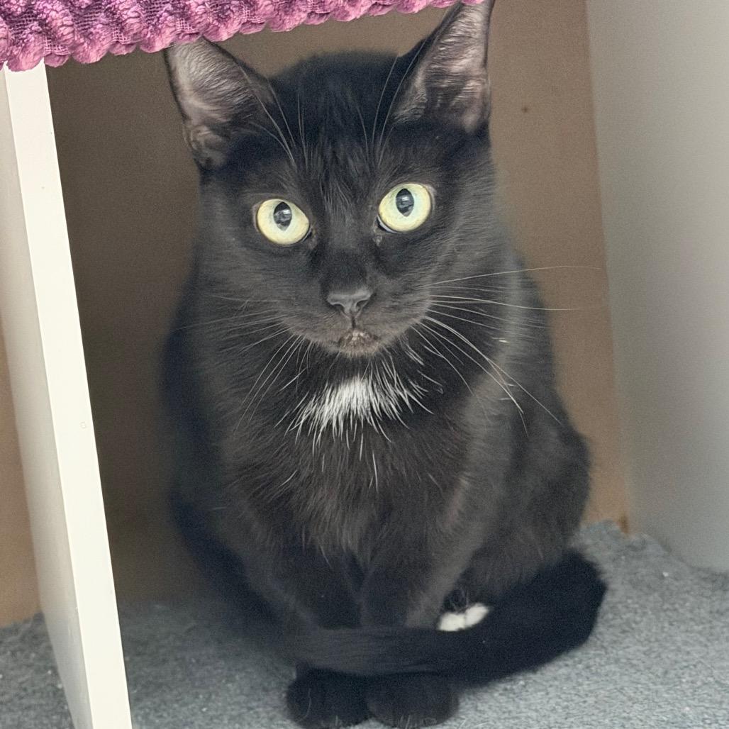 Enlarge Sassafrass, a Adoptable Domestic Short Hair in Titusville, FL image 2/3