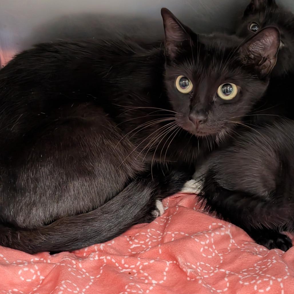 Enlarge Sassafrass, a Adoptable Domestic Short Hair in Titusville, FL image 3/3