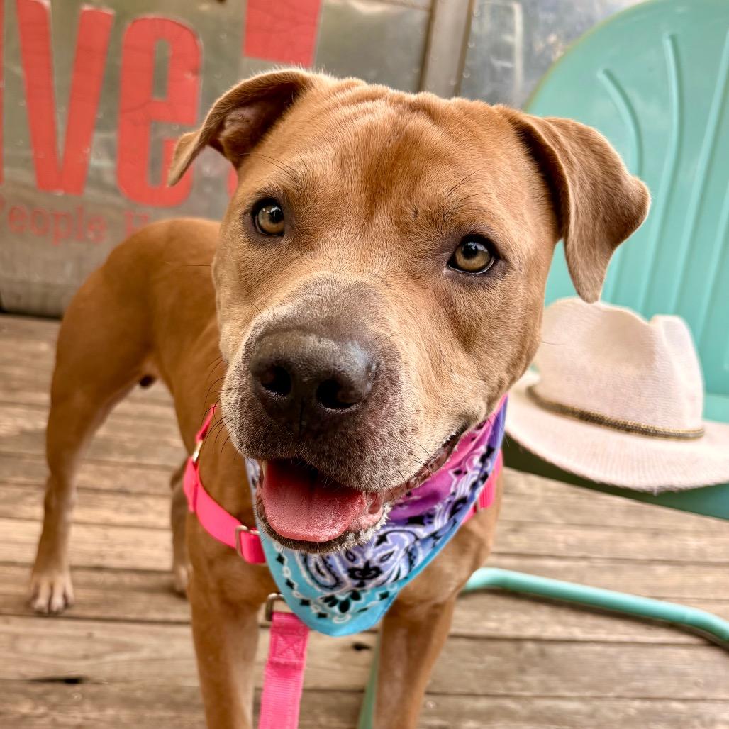 Cowboy Caviar, Adoptable, Adult Male Pit Bull Terrier & American Bulldog.