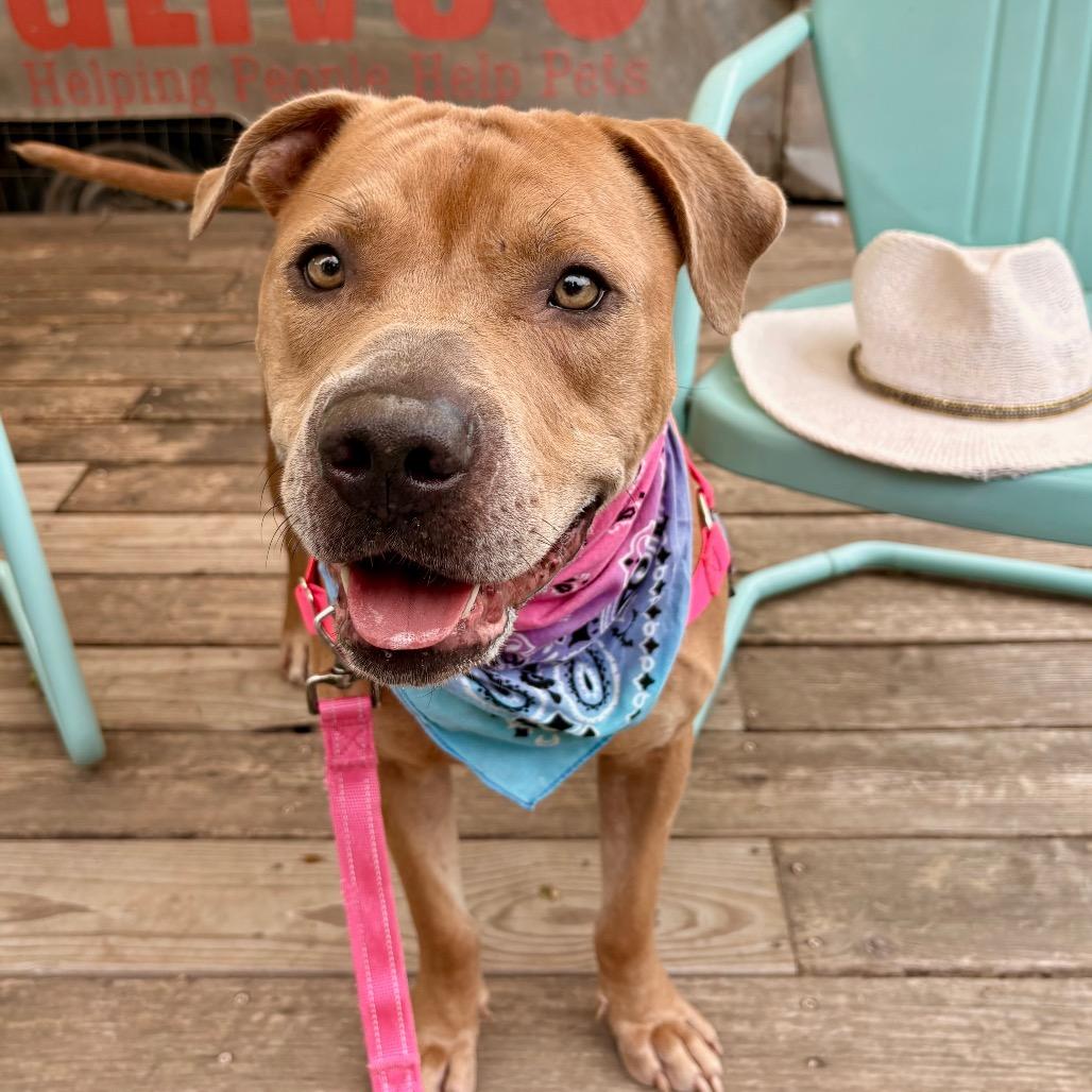 Cowboy Caviar, a Adoptable mixed breed in Austin, TX image 5/5