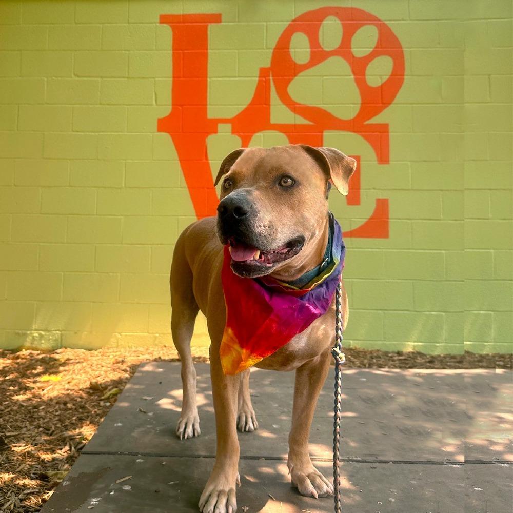 Enlarge Cowboy Caviar, a Adoptable mixed breed in Austin, TX image 5/5