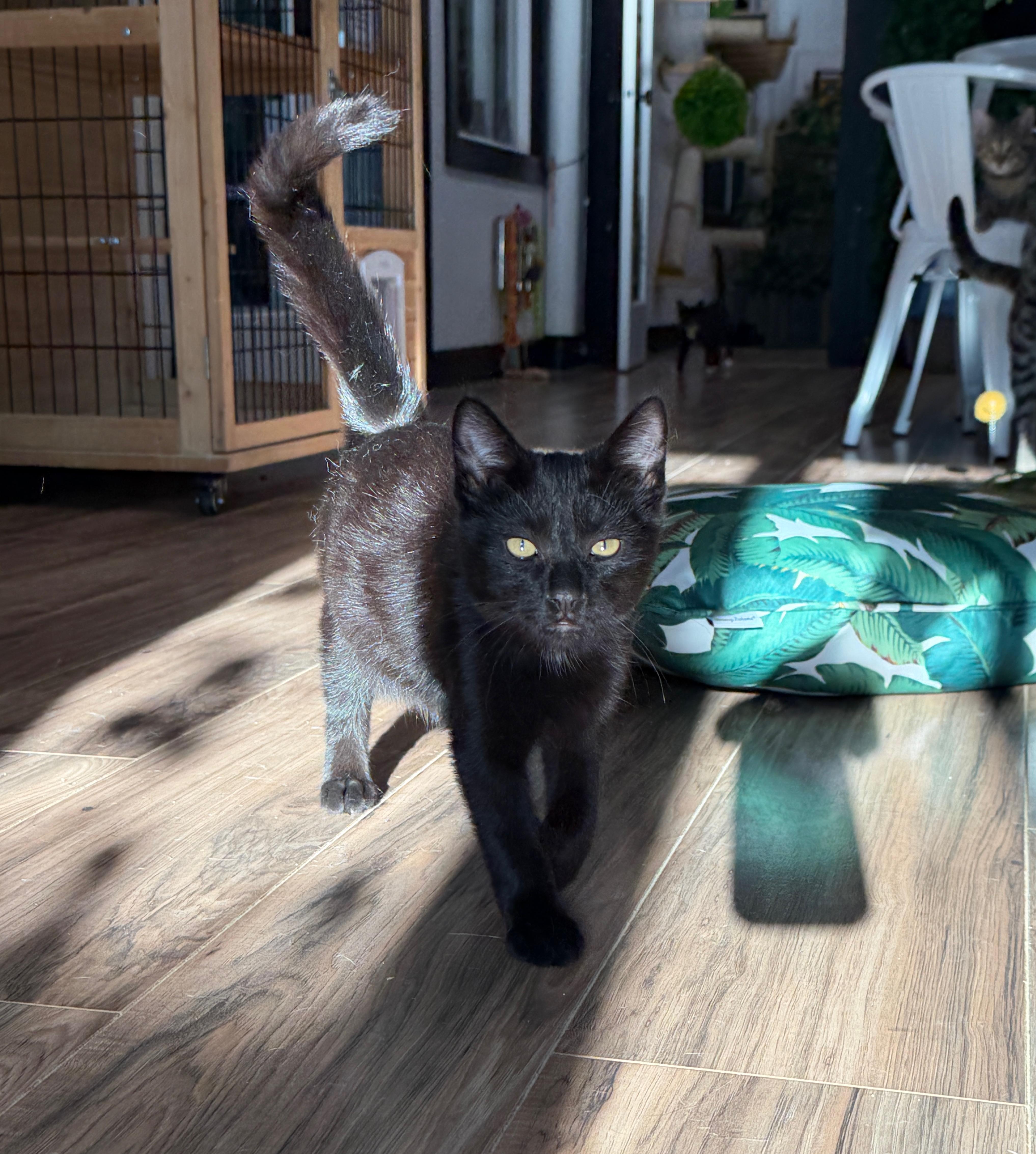 Bear, Adoptable, Young Male Domestic Short Hair.