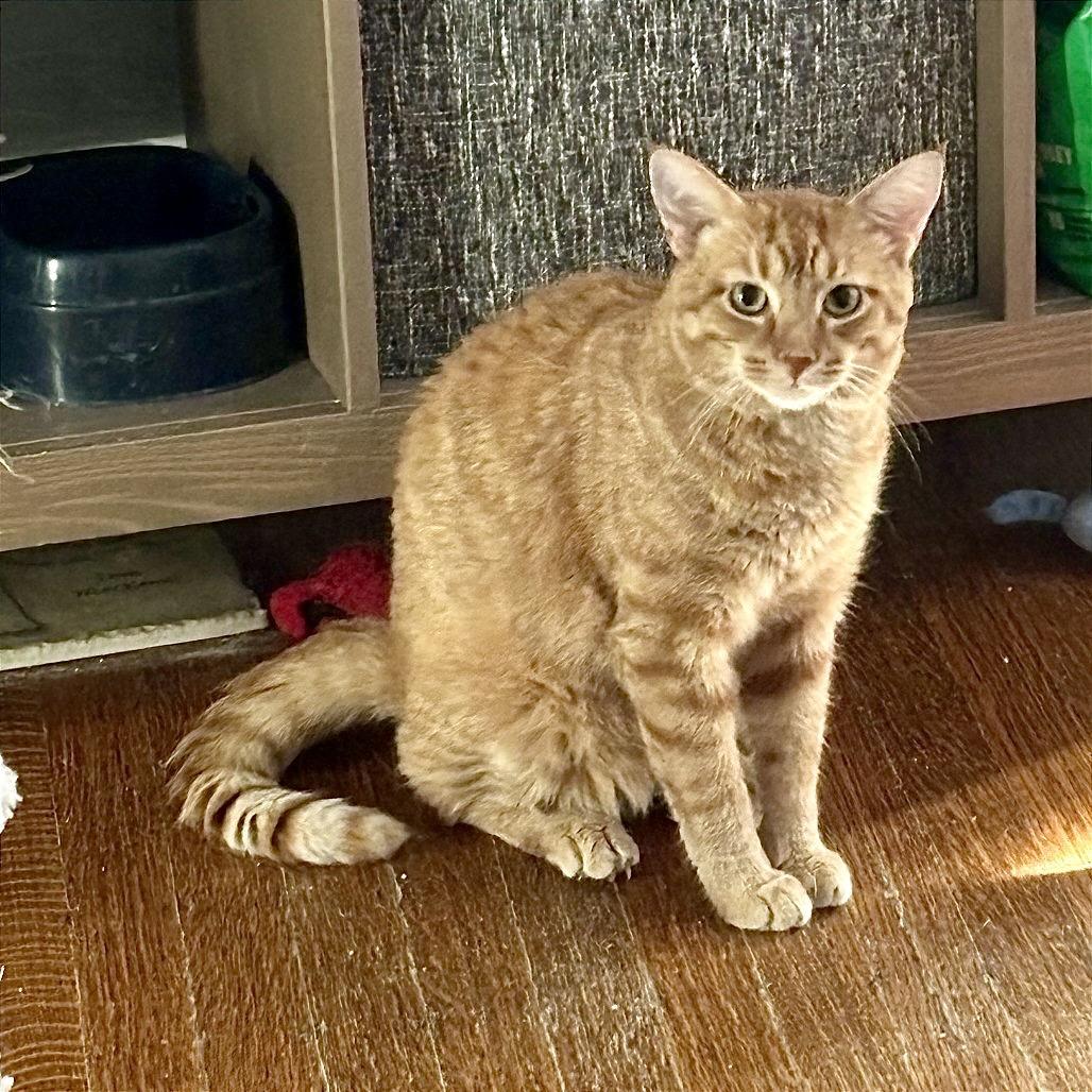 Enlarge Sunbeam, a Adoptable Domestic Short Hair in Gibsonia, PA image 1/6