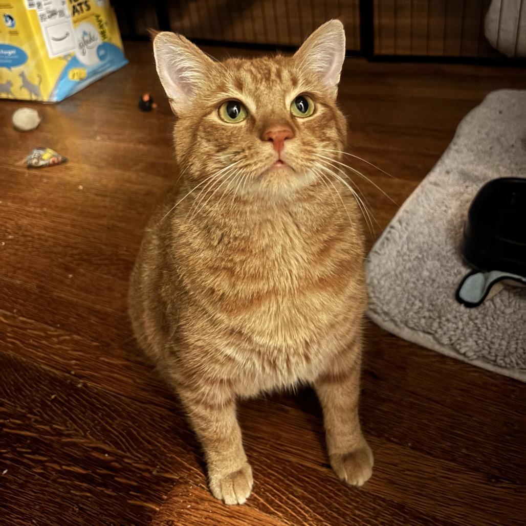 Enlarge Sunbeam, a Adoptable Domestic Short Hair in Gibsonia, PA image 2/6