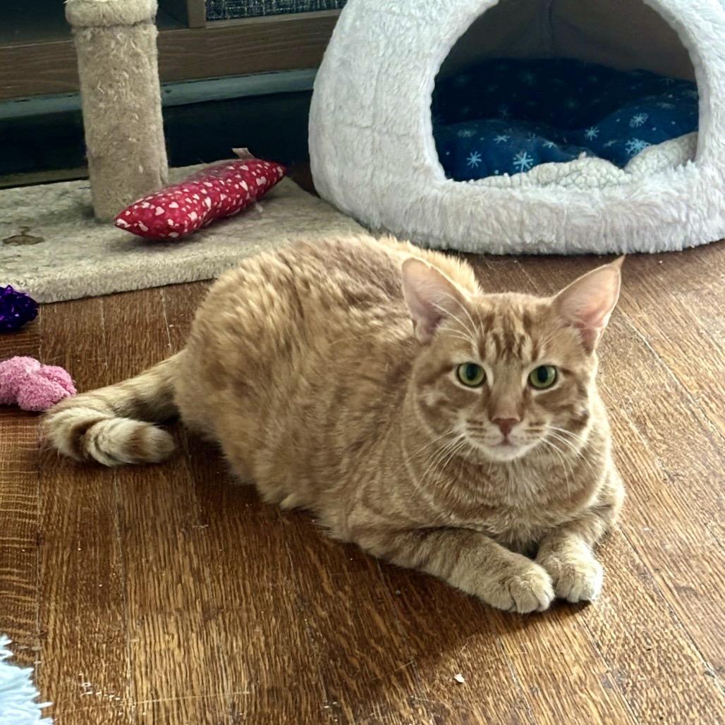 Enlarge Sunbeam, a Adoptable Domestic Short Hair in Gibsonia, PA image 4/6