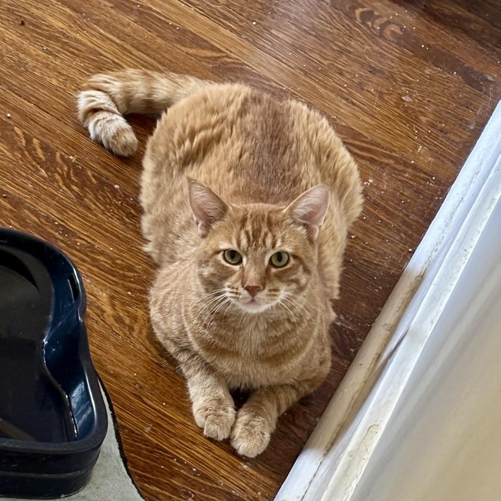 Enlarge Sunbeam, a Adoptable Domestic Short Hair in Gibsonia, PA image 5/6